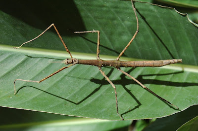 Foto: bicho palo gigante