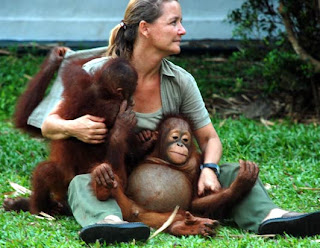 orangutan pet