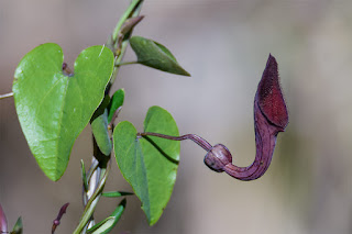 candil-andaluz-aristolochia-baetica-planta-nutricia-de-la-mariposa-arlequin-