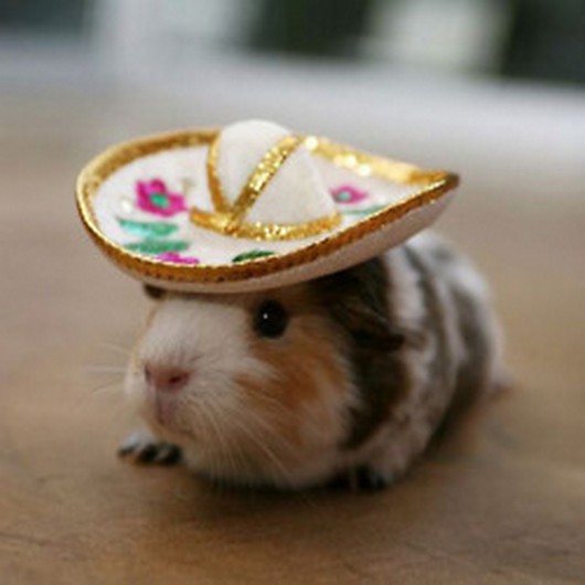 funny animal pictures, animals in sombreros, animal wearing sombreros ...