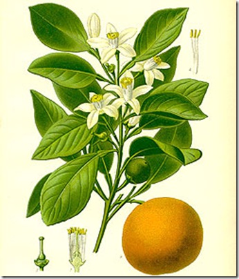 Neroli_0