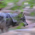 MEXICAN GREY WOLVES UPDATE