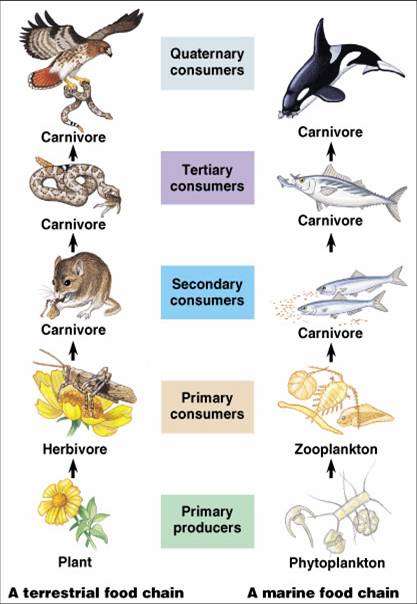 food chain forest. Forest Food Chain Examples.