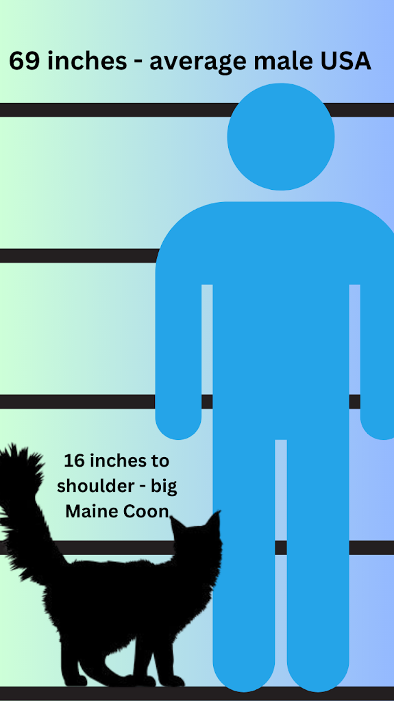 Size comparison big Maine Coon versus American man