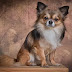 10 Best Small Low-Maintenance Dog Breeds