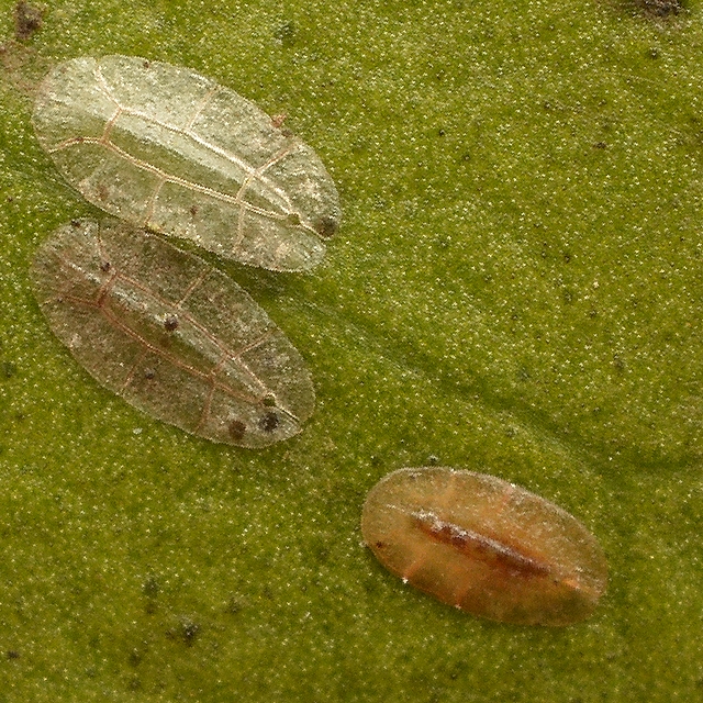 そよ風のなかで Part2 ミカンワタカイガラムシの幼虫