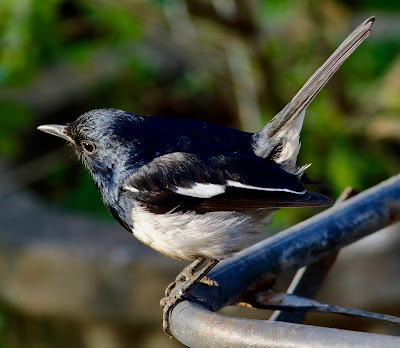 Oriental Magpie-Robin