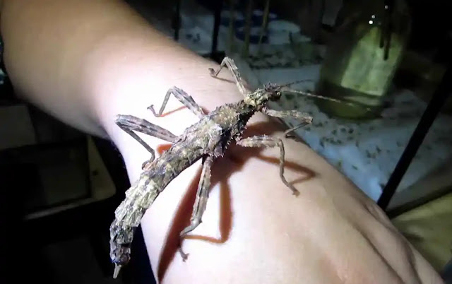 What do you know about stick bugs, what is Phasmatodea?