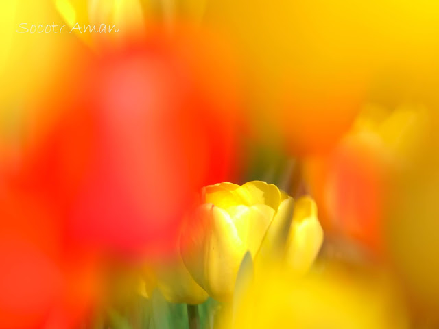 Tulipa