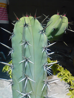 Myrtillocactus geometrizans