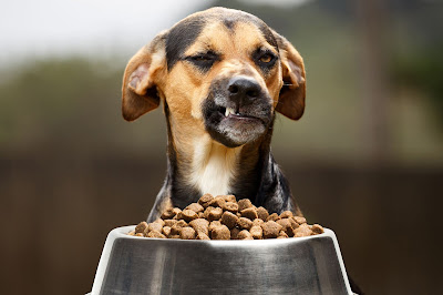 Doggy Diet for Dogs with Arthritis