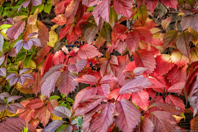 Красные листья девичьего винограда