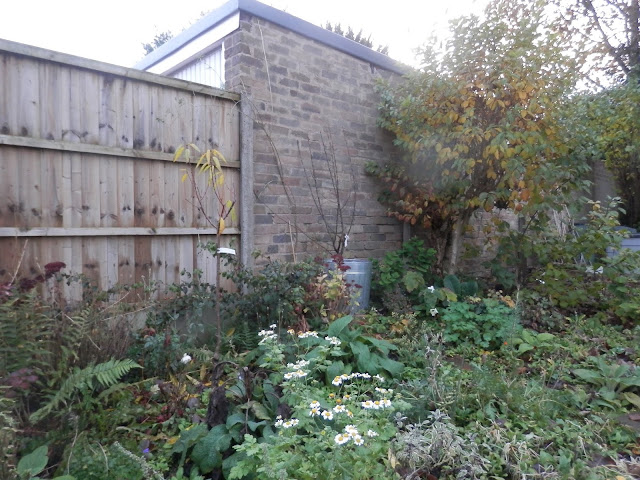 Diary of a permaculture (ish) garden, September and October 2018. From UK garden blogger secondhandsusie.blogspot.com #ukpermaculture #ukgardenblogger #suburbangarden #gardening