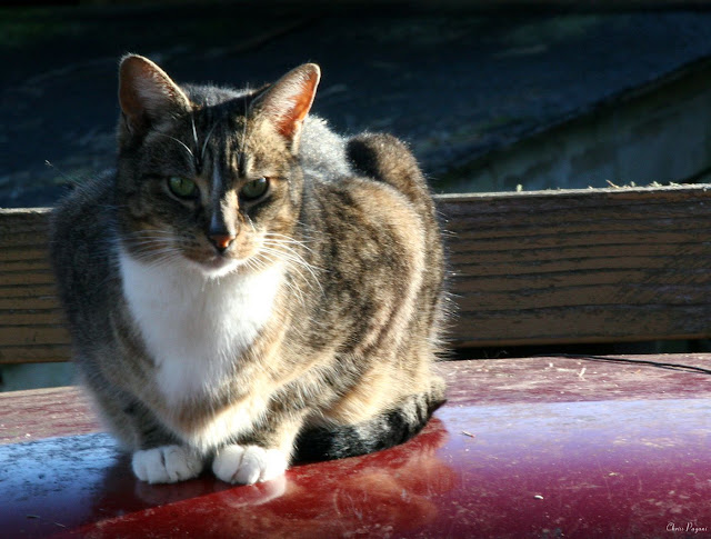 tabby cat widget on old farm truck roof