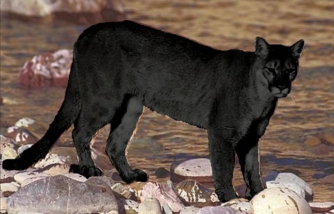 ShukerNature: THE TRUTH ABOUT BLACK PUMAS - SEPARATING FACT FROM FICTION  REGARDING MELANISTIC COUGARS