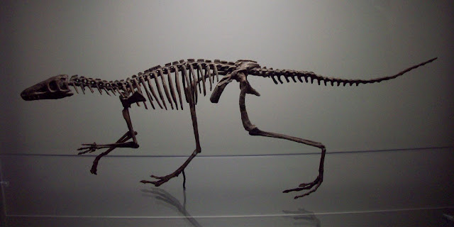 Lagosuchus Talampayensis