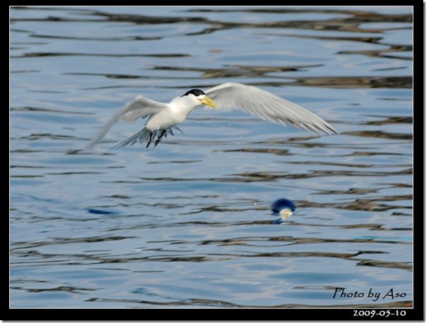 鳳頭燕鷗(2009-05-10大溪漁港)5509