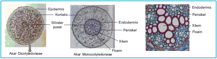 Jenis Jenis Jaringan Epitel Simpleks MaGic BloG Struktur Jaringan  dan Jenis  Akar Pada Tumbuhan