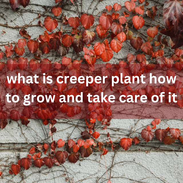 what is a creeper plant