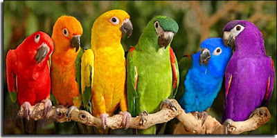 Wide Popular beautiful birds images/parrots hd image/parrots hd photos/ parrote hd wallpaper