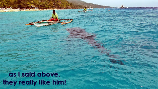 another whaleshark approaching the boatman that feeds them with krill in oslob cebu