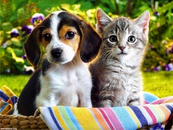 images gratuites chiens chats - Fonds d'écran gratuits avec des photos de chiens classés par