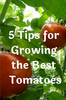 5 Tips for Growing the Best Tomatoes