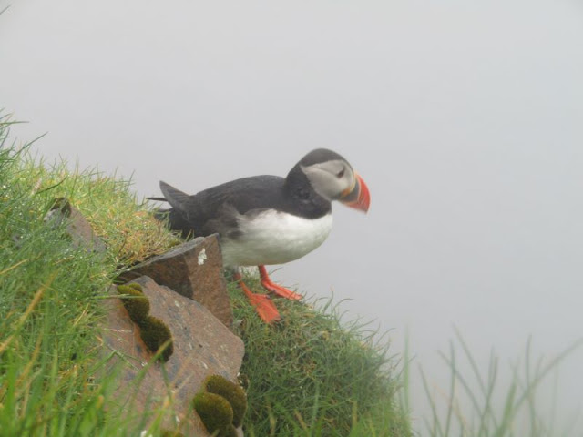 puffin mykines faroe