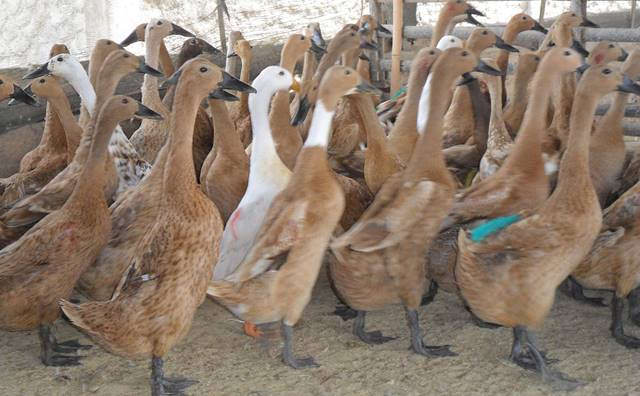 Manfaat Daging Bebek Ayam Burung Puyuh dan Angsa Gemar 