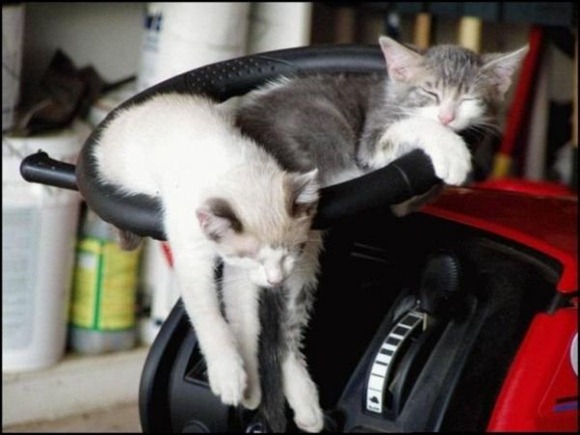 Cats Will Sleep Anywhere 13