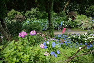 鷲子山霊峰あじさい