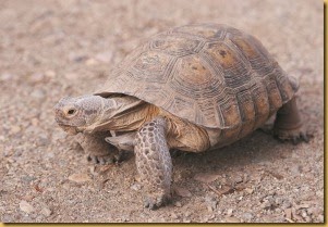 Tortoise (2)