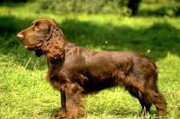 Spaniel Sussex