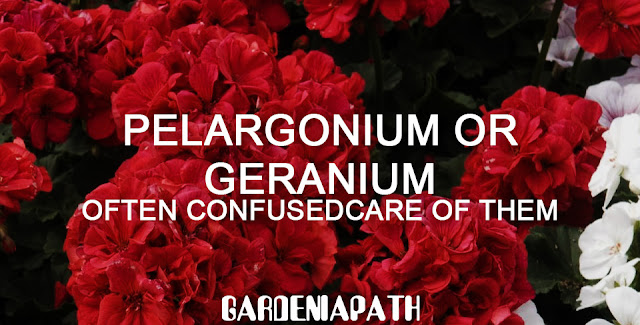 Pelargonium Or Geranium Often