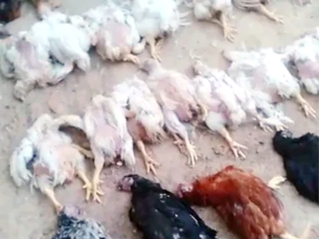 ओडिशा:बालासोर में शादी में बज रहे DJ की आवाज से 63 मुर्गियों की हार्ट अटैक से मौत