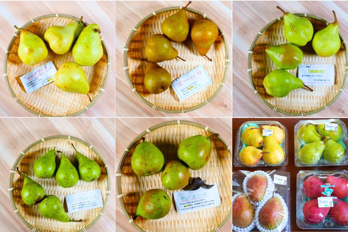 数種類の洋梨