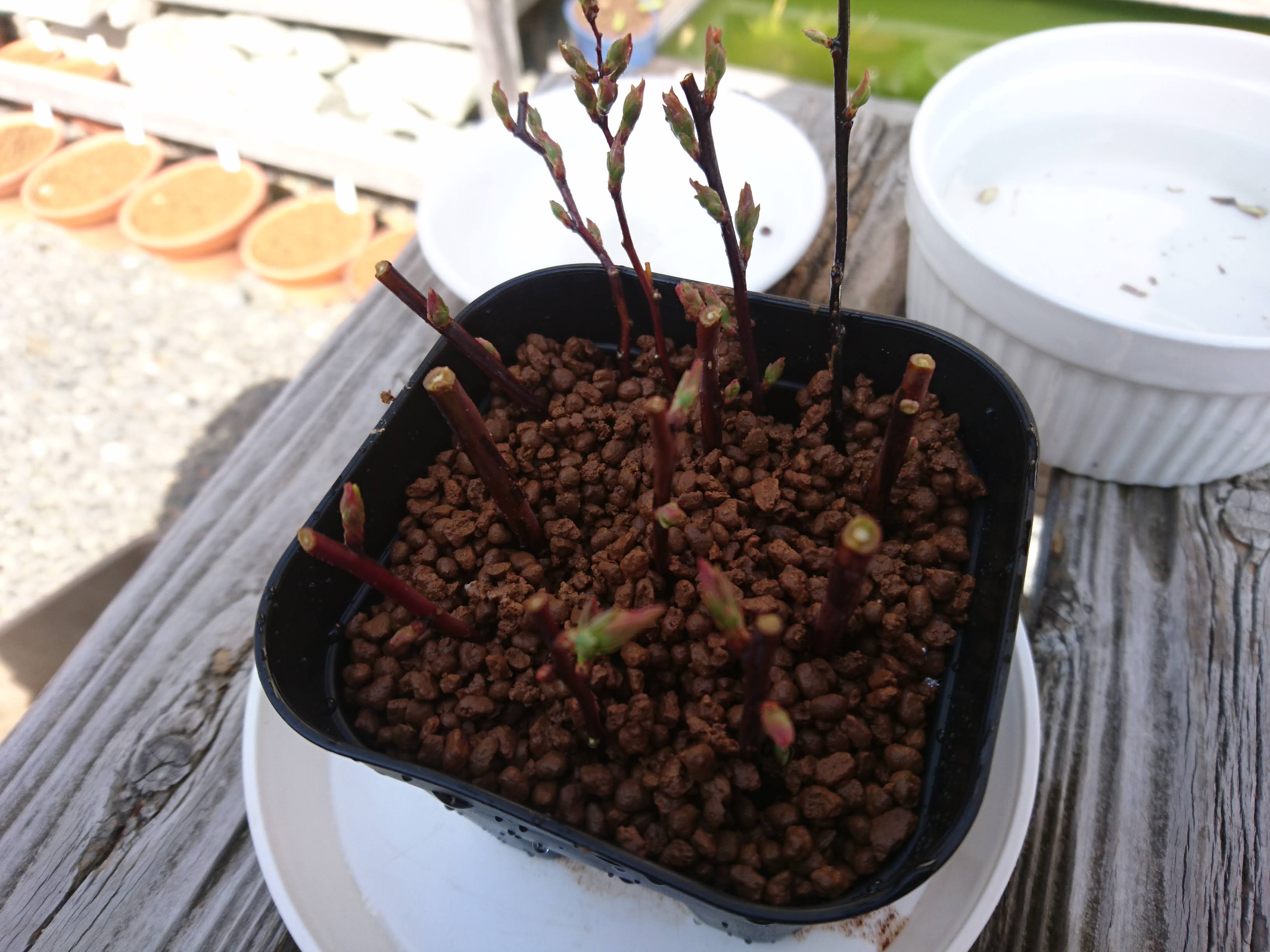 コデマリの挿し木を成功させるポイント 鉢植えやミニ盆栽で小さな白い花を楽しむ メダカの大工
