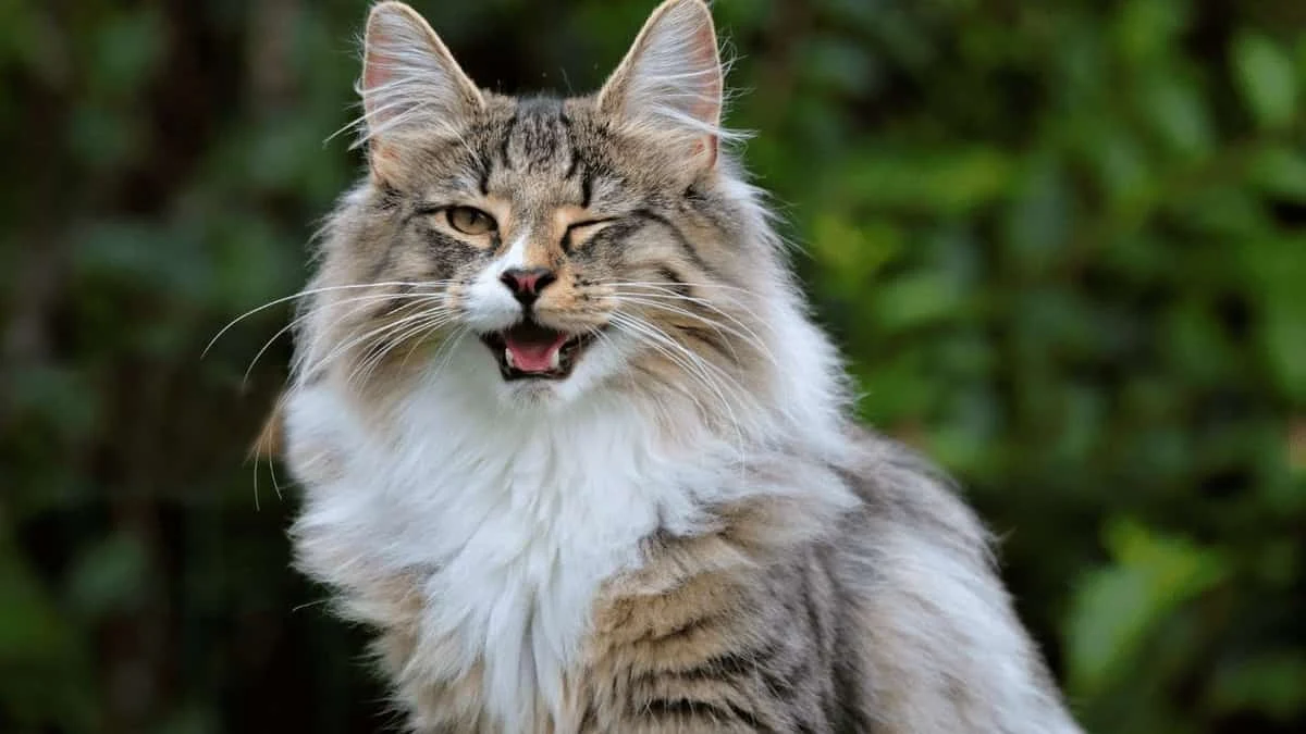 gato guiñando el ojo y sonriendo