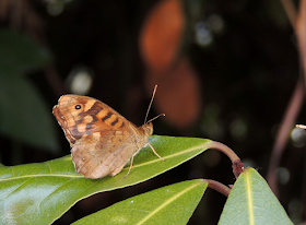 Mariposas de Pontevedra.