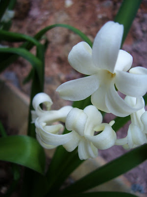 Photo de fleurs de jacinthes du jardin