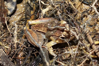 This frog puts tadpoles on the back.