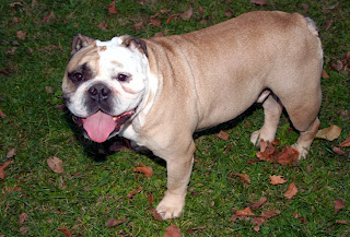 pictures of bulldogs