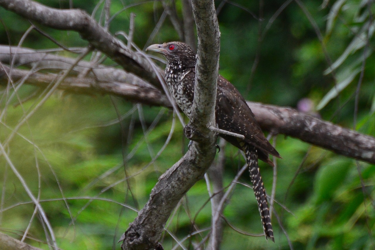 Eudynamys scolopaceus malayanus