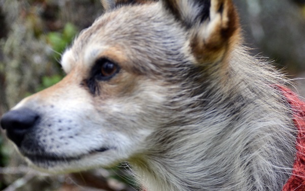 gulsvik lundehund