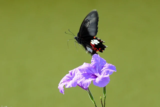 Black butterfly fly away from purple flowers