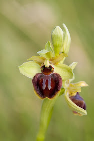 Early Spider Orchid - Kent