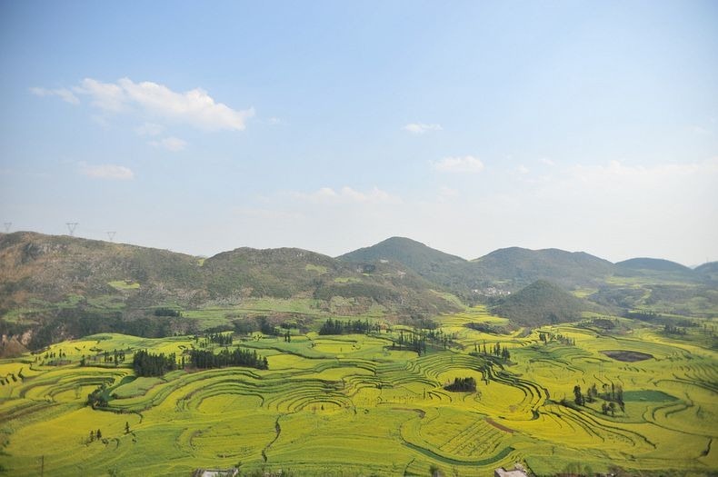 Lautan Kuning di Tengah Pedesaan China 18