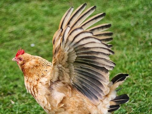 7 Things I've Learned About Chickens