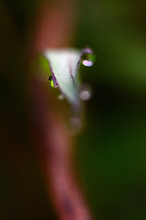 Purple Grass Dew