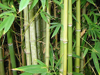 Bamboo Images1